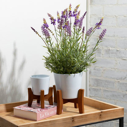 White Ceramic Planters On Wood